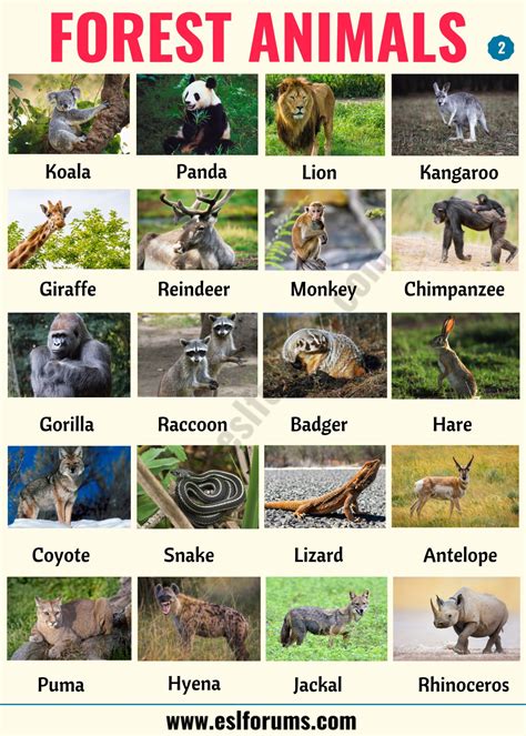 animals in the forest|animals live.
